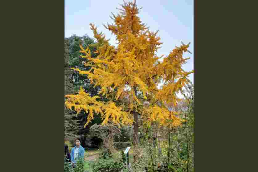 Oxford Botanic Gardens - Carousel For News Detail - OIC