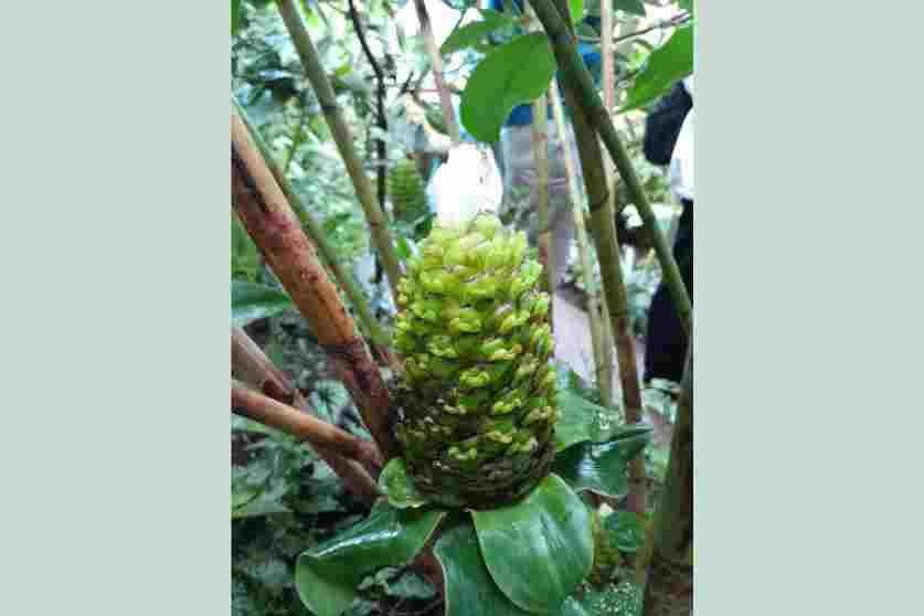 Oxford Botanic Gardens - Carousel For News Detail - OIC